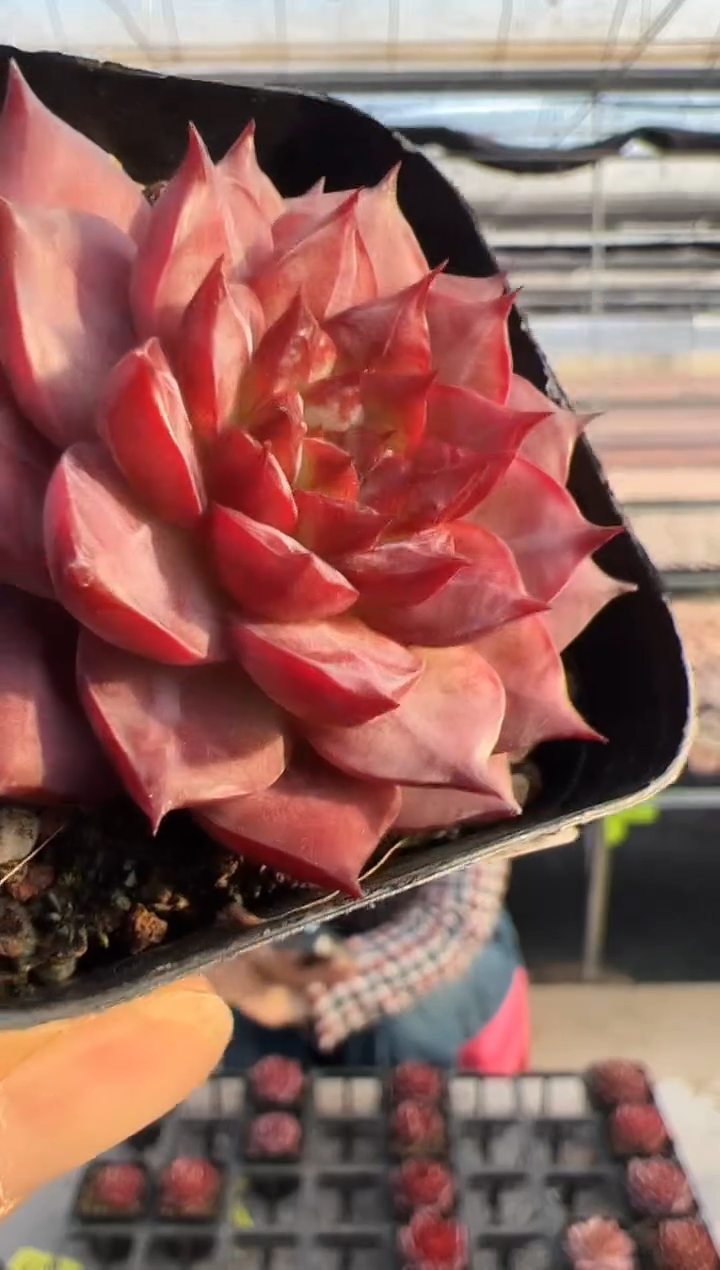 【闪购商品】新款多肉-255