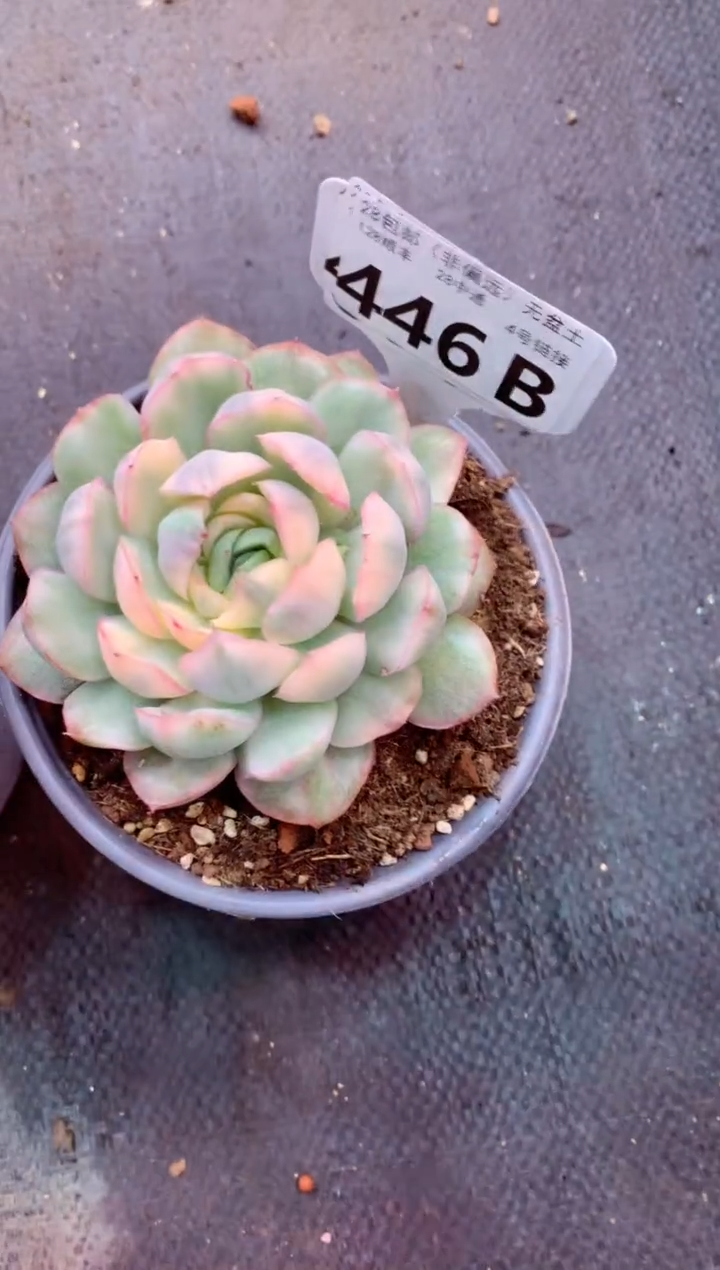 张*446B（一物一拍，精品多肉，w所见即所得 ）