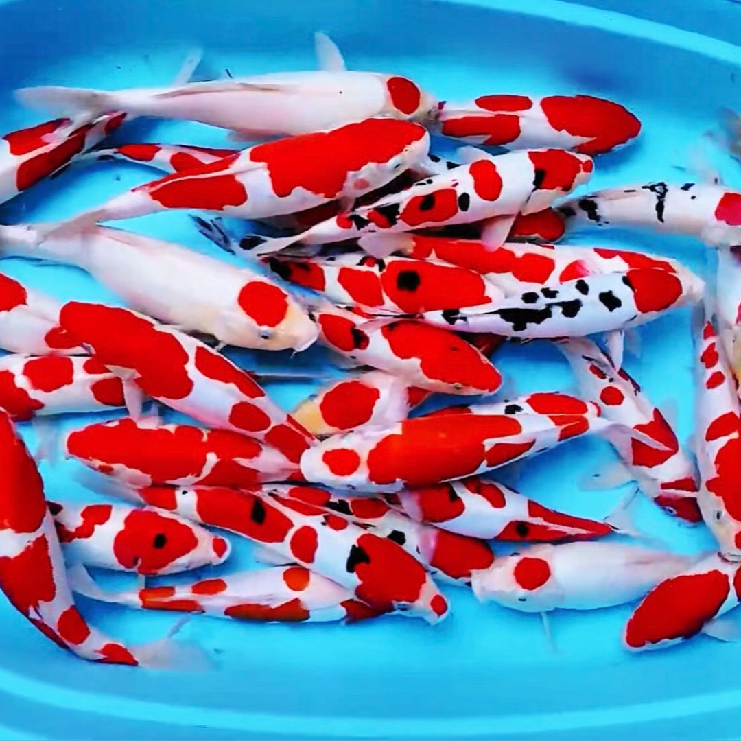 高端精品锦鲤《血统锦鲤》