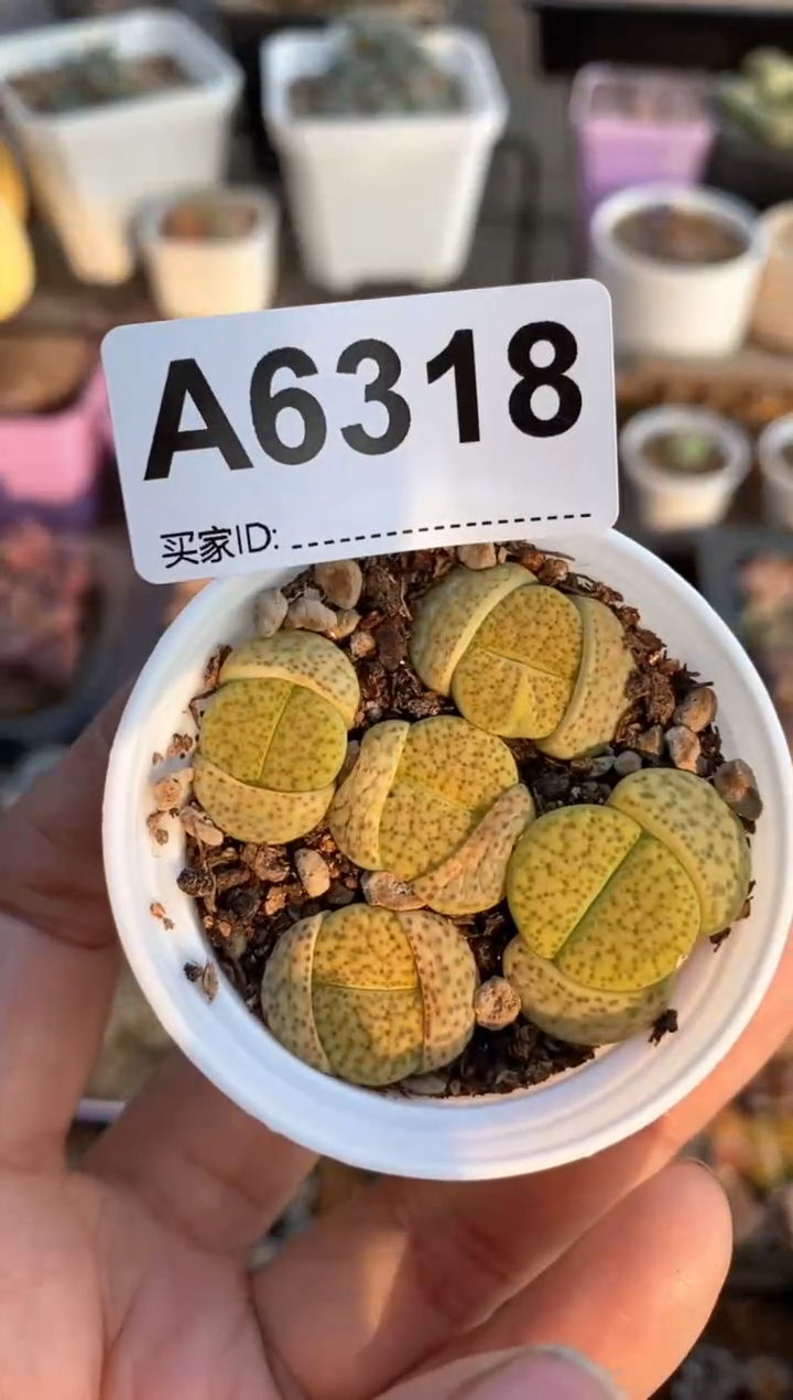 【闪购商品】6318直播一物一拍