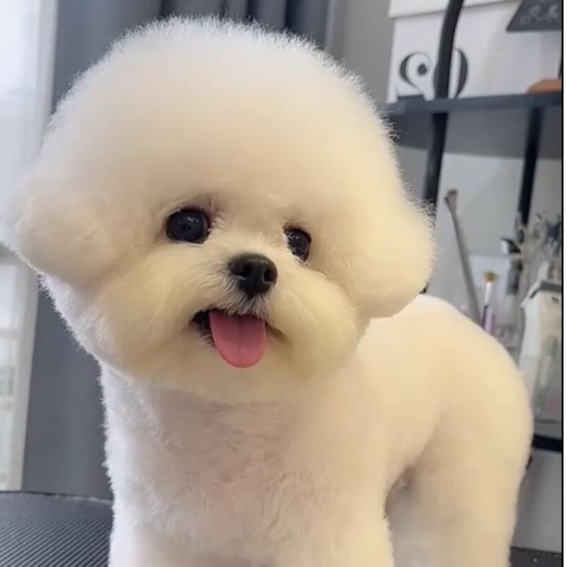 高端宠物比熊幼犬活体售卖