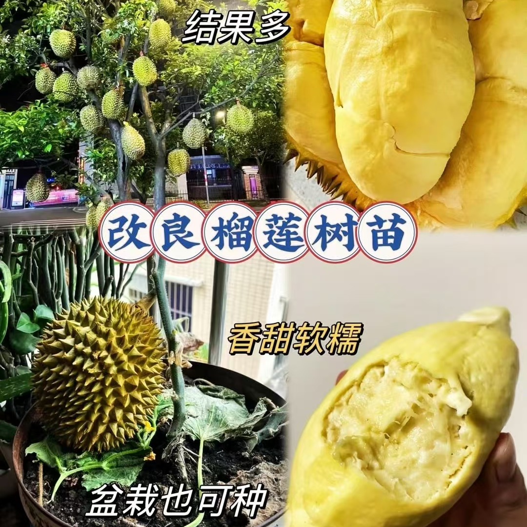 1云南金枕猫山王榴莲盆栽地栽果树苗南方北方庭院阳台种植