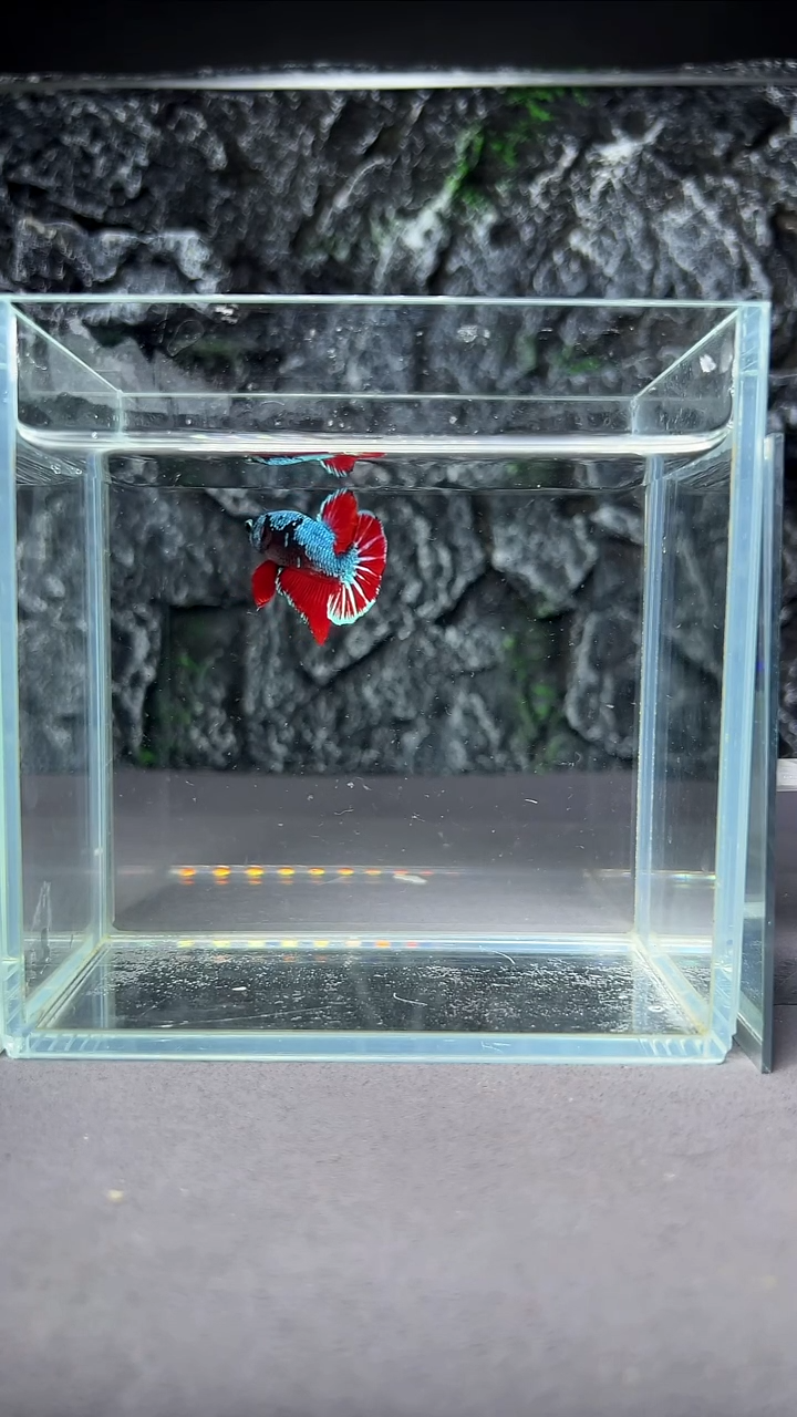 斗鱼竞拍链接A068