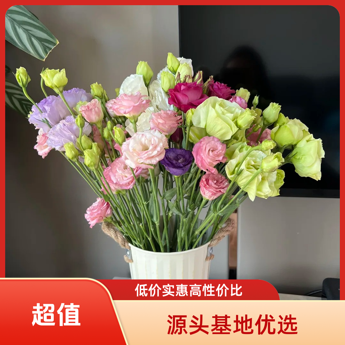 南沐雯·【五色拼洋桔梗鲜花】鲜花由斗南基地云南昆明基地直发包邮