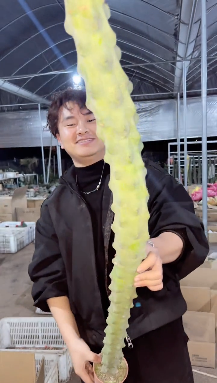 【闪购商品】【带根】高 80cm 福禄寿