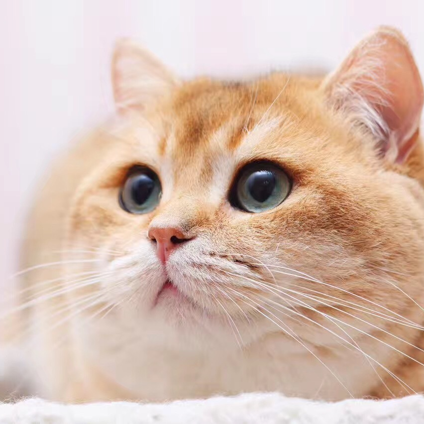 【宠爱有家】宠物活体链接金渐层布偶猫英短美短金吉拉缅因