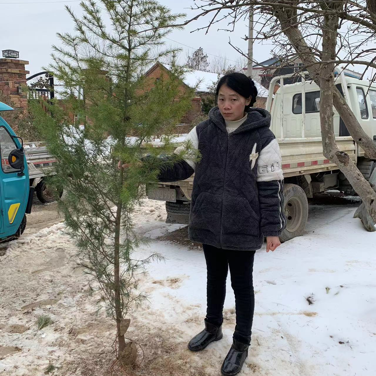 绿化雪松树苗四季常青耐寒耐旱圣诞树盆地栽庭院绿南北方种植