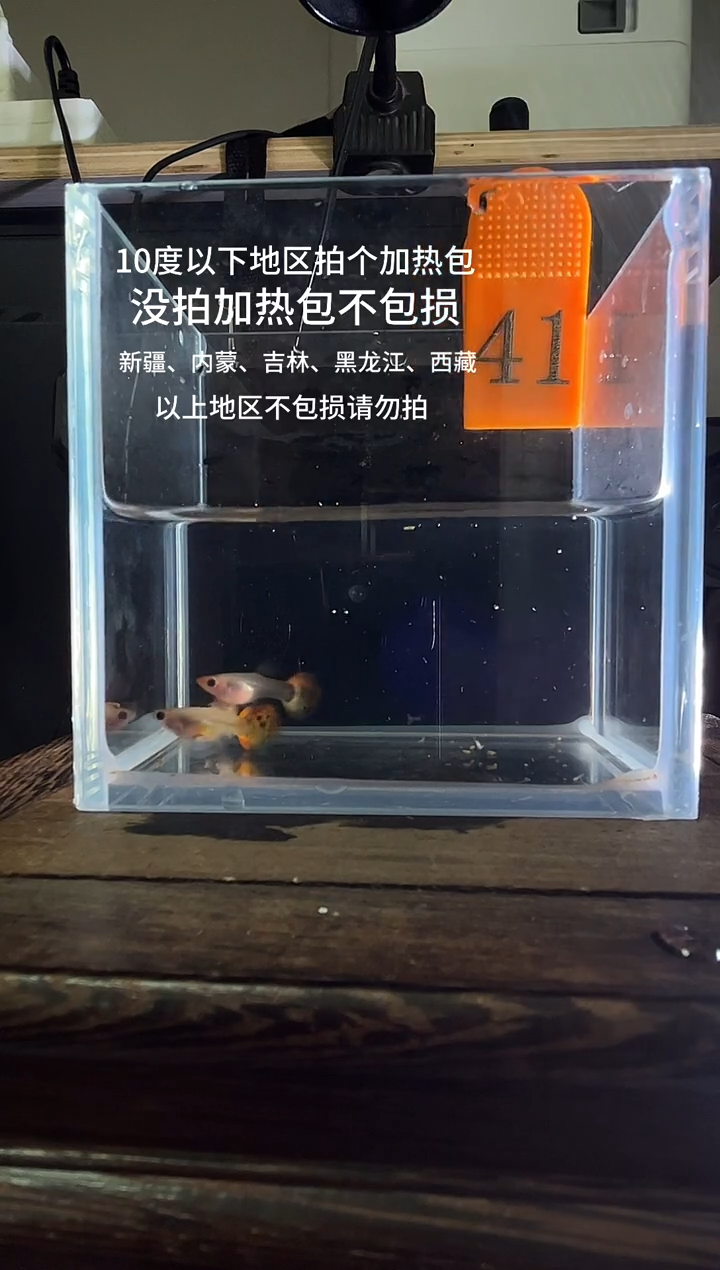 孔雀鱼虎斑玻璃猫编号41