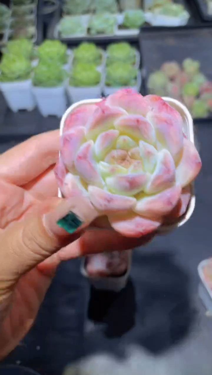077樱花冰魄量拍随机发一颗