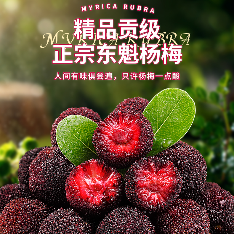 T仙居正宗【东魁杨梅】10A大果空运冷链新鲜凌晨现采现摘送礼礼盒装