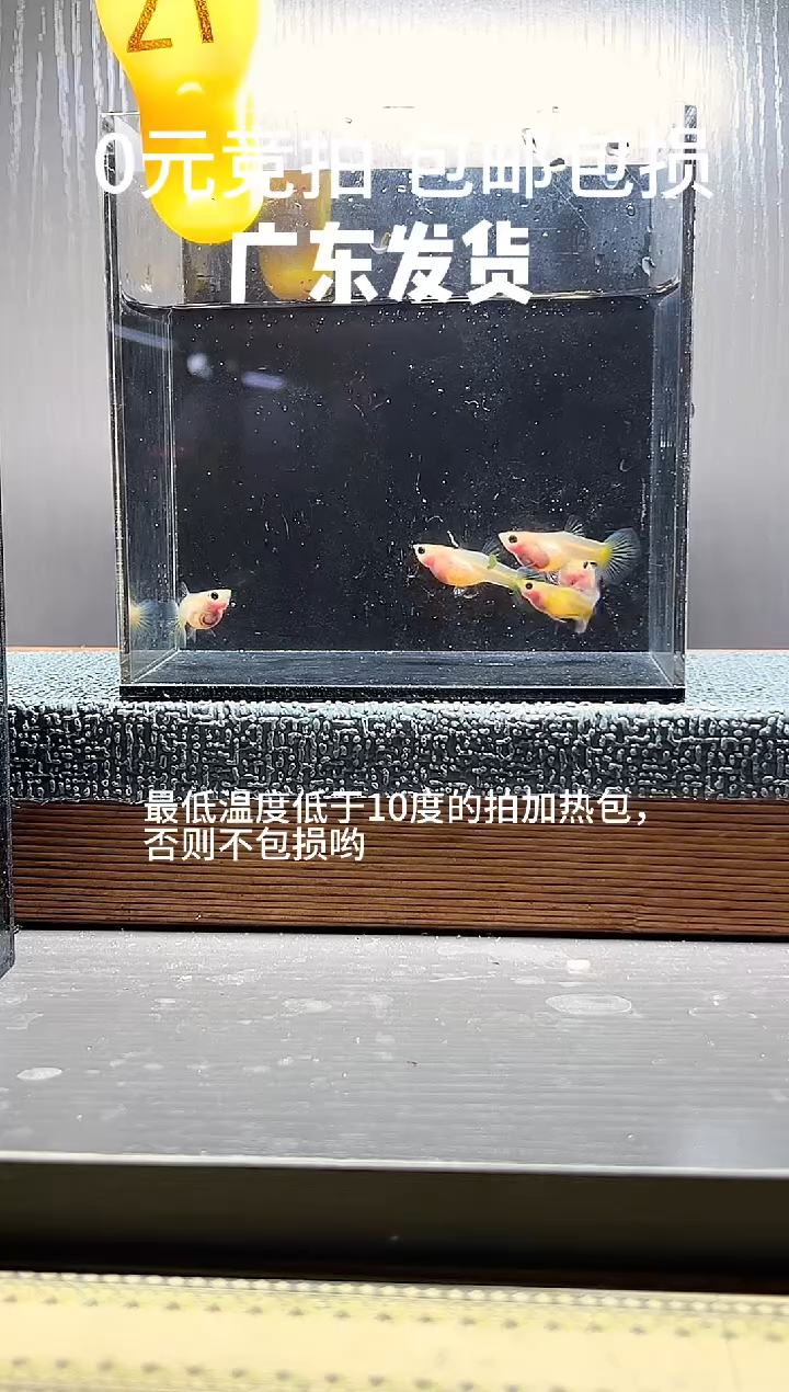 孔雀鱼黄肉蓝礼服一公四母编号21