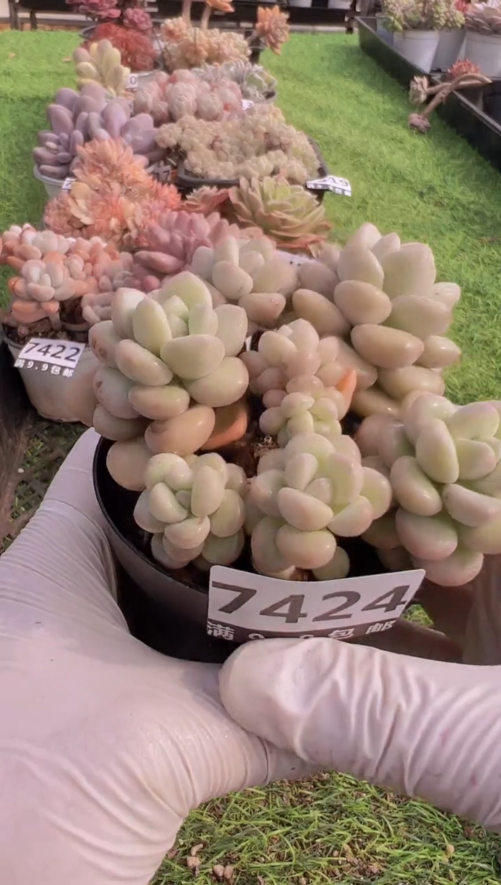 【闪购商品】信福多肉一物一拍