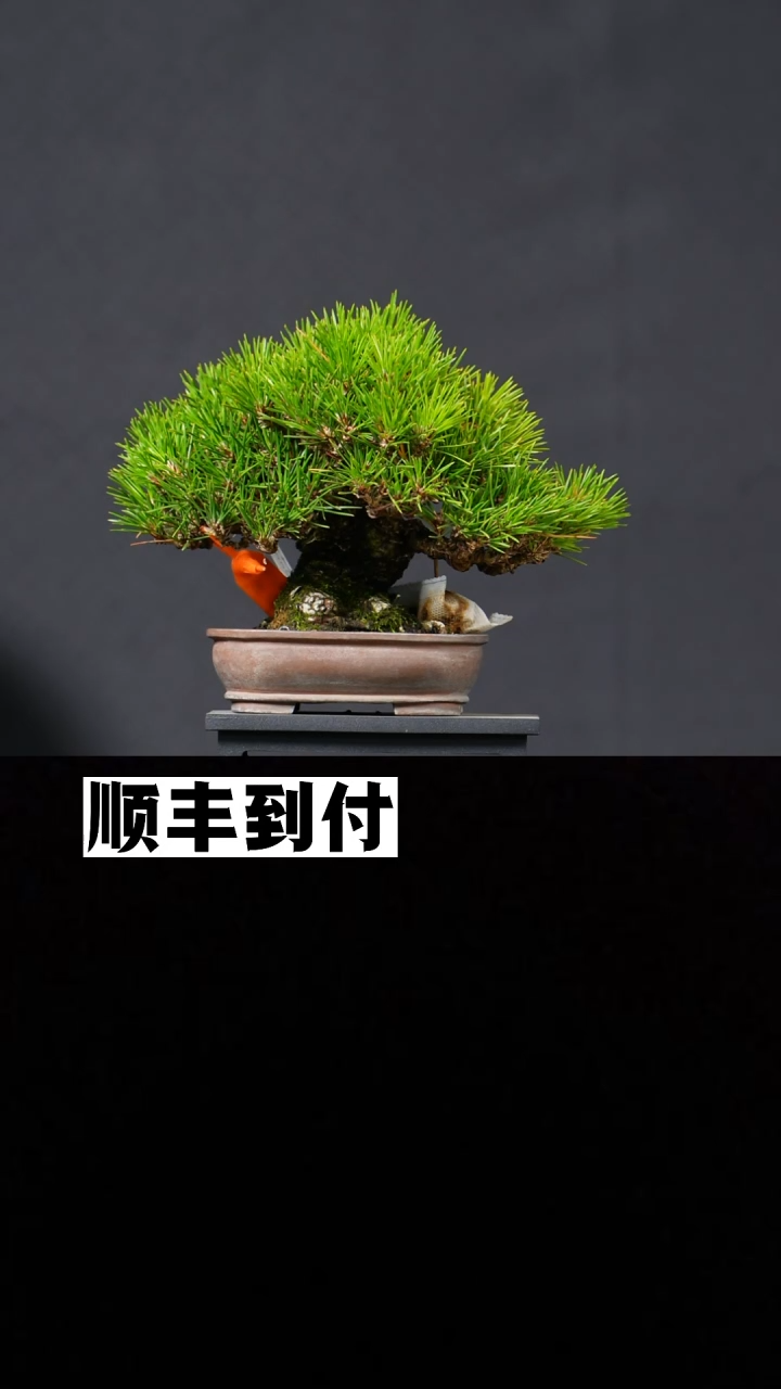 无花朵F**4三河黑松 不包邮