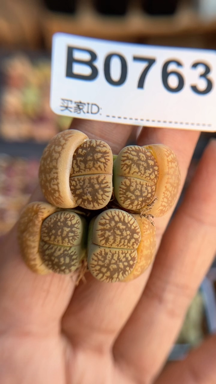 【闪购商品】0763直播一物一拍