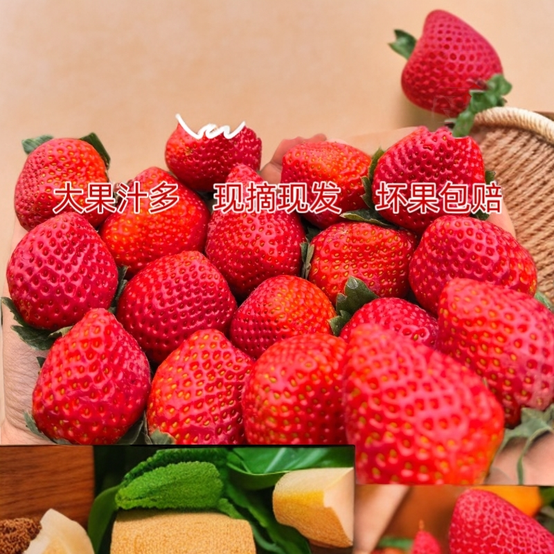 【新鲜采摘】正常四川大凉山露天奶油草莓现摘现发非丹东99草莓T