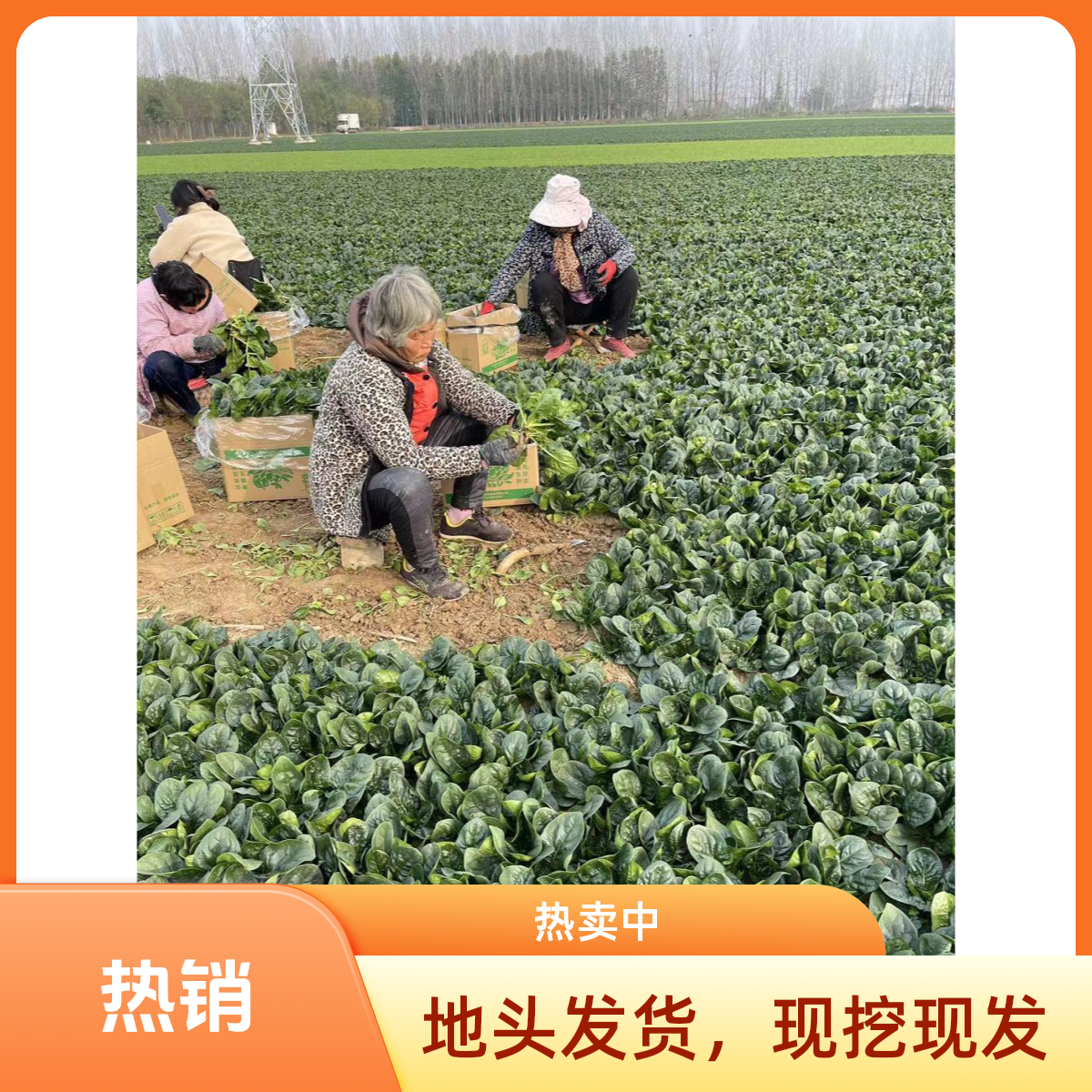 河南露天霜打矮杆红根趴地小菠菜正宗新鲜青菜叶菜矮脚矮脚青菜