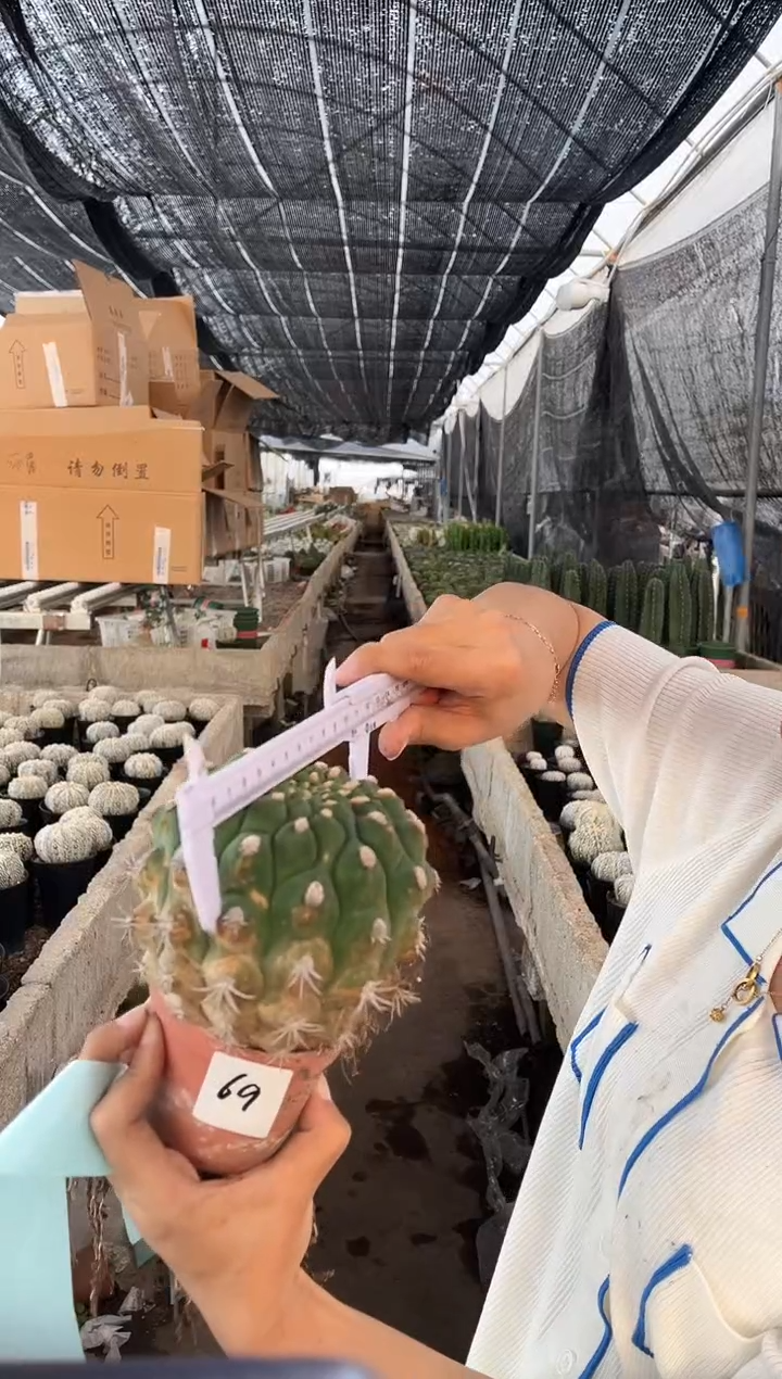 一物一拍 69号  佛头