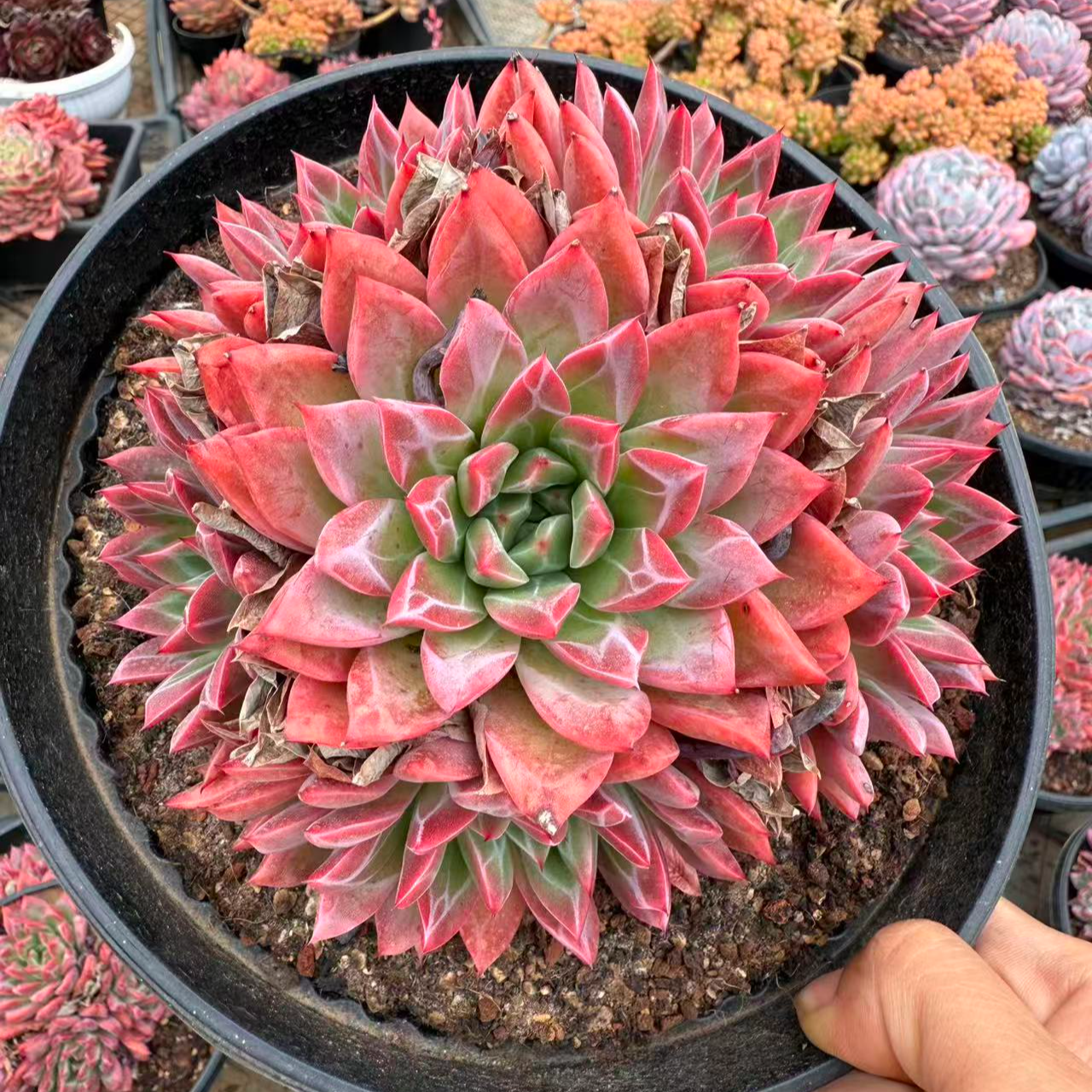 16#大唐盛世群多肉植物  前男友精品多肉 SM0931