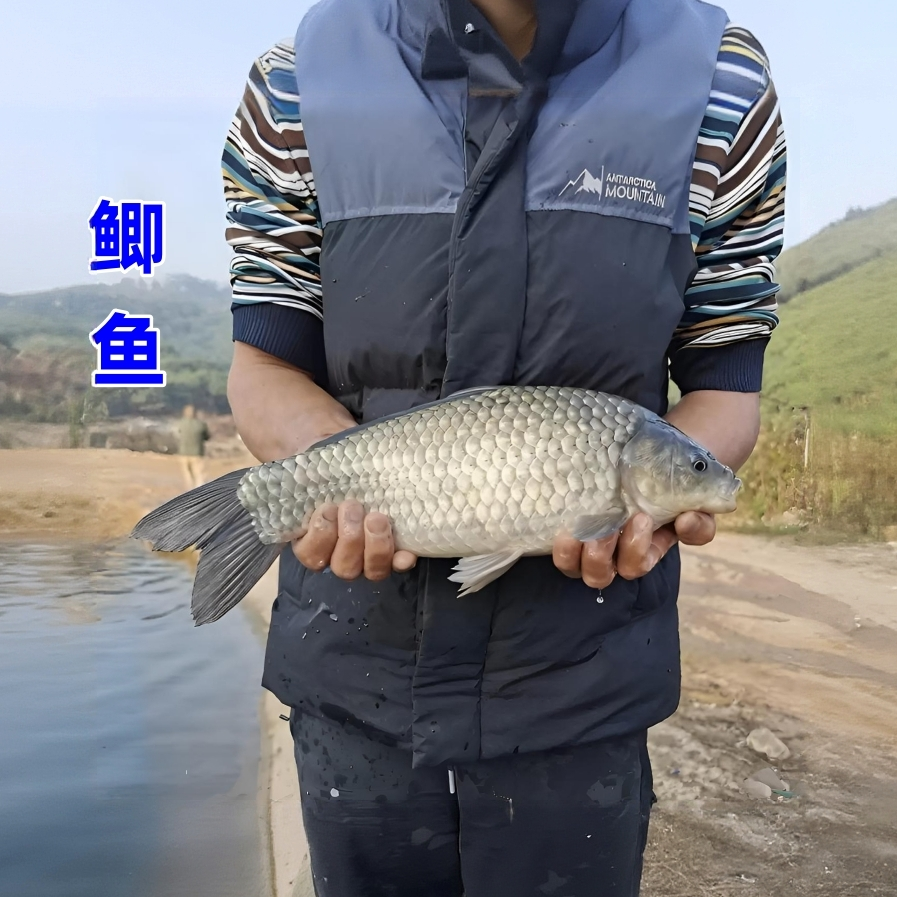 鲫鱼中科5号淡水鱼工程鲫鱼黄金宠物水族鱼鲫观赏鱼大板白鲫