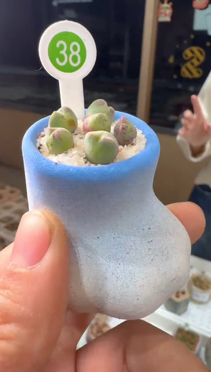 264多肉植物肉锥ARM985猪蹄一颗