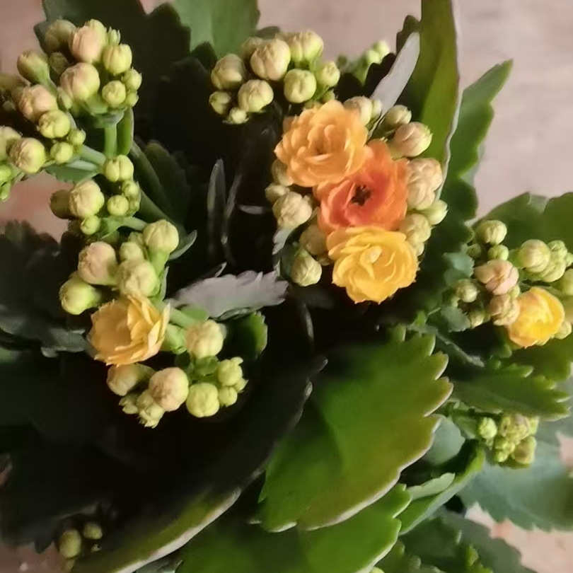 长寿花～【彩带】拍1棵送1棵长寿小苗