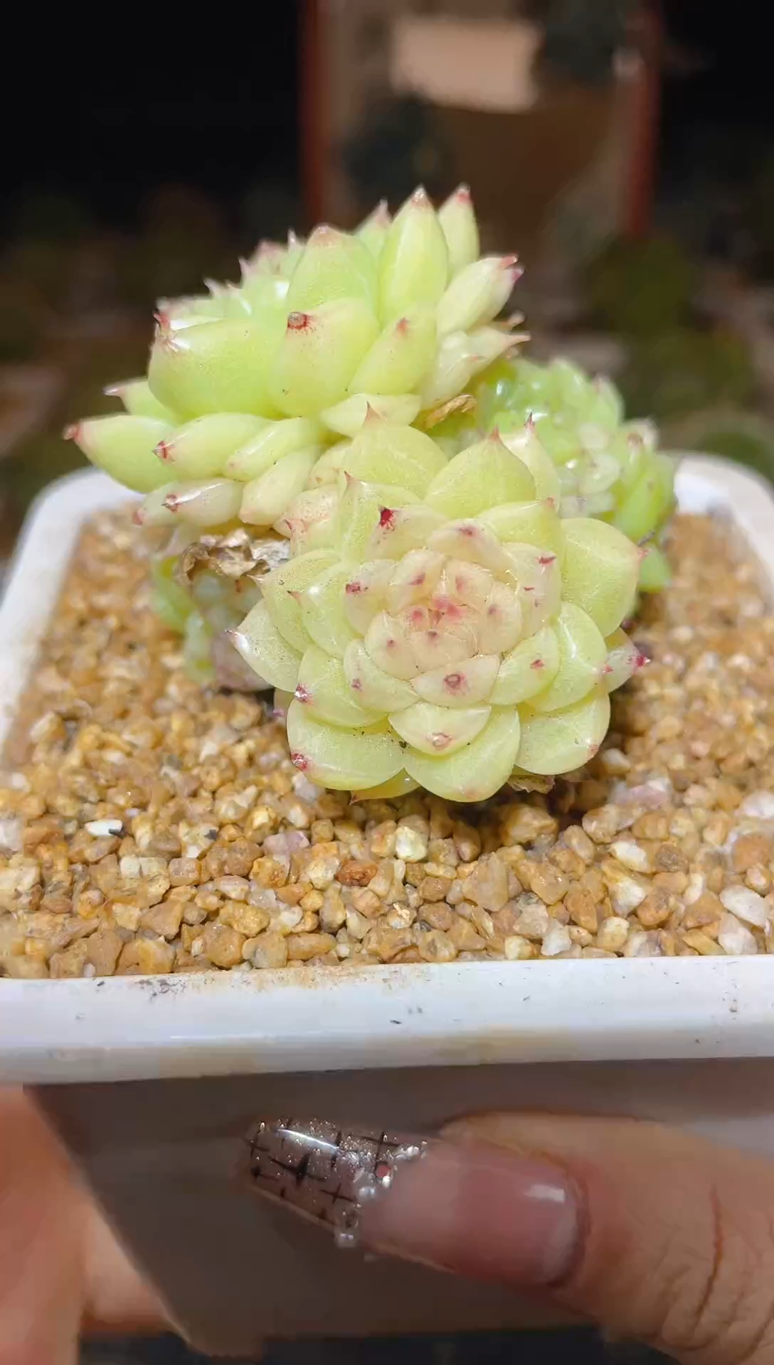 【闪购商品】119麦秆群多肉