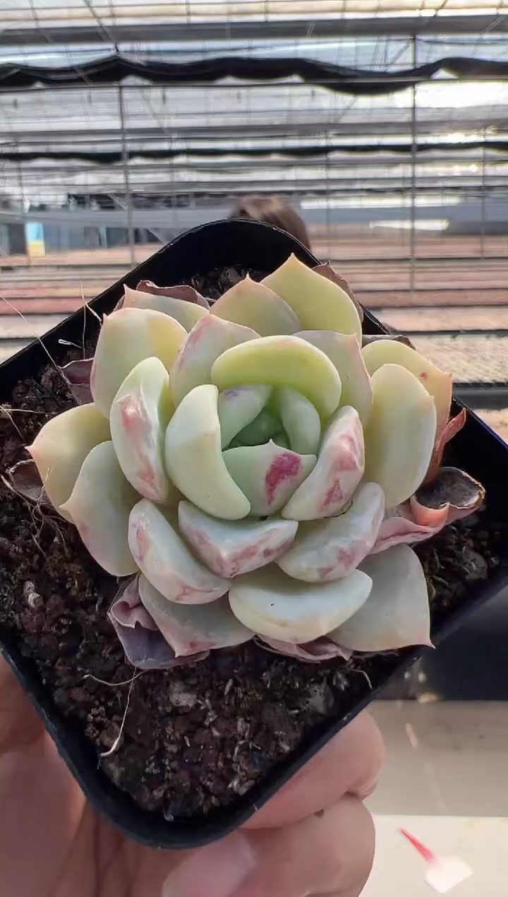 【闪购商品】小花豹多肉-4