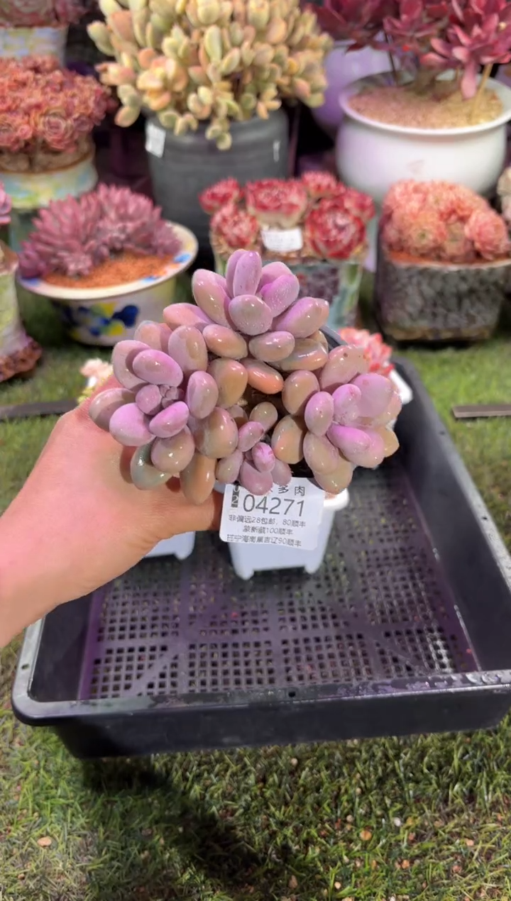 【闪购商品】04271