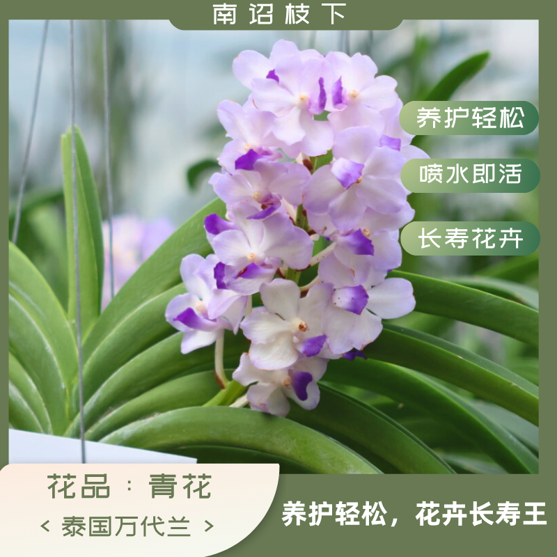 【南诏特级】AS青花万代兰，花大艳丽，爆花量大，花期长