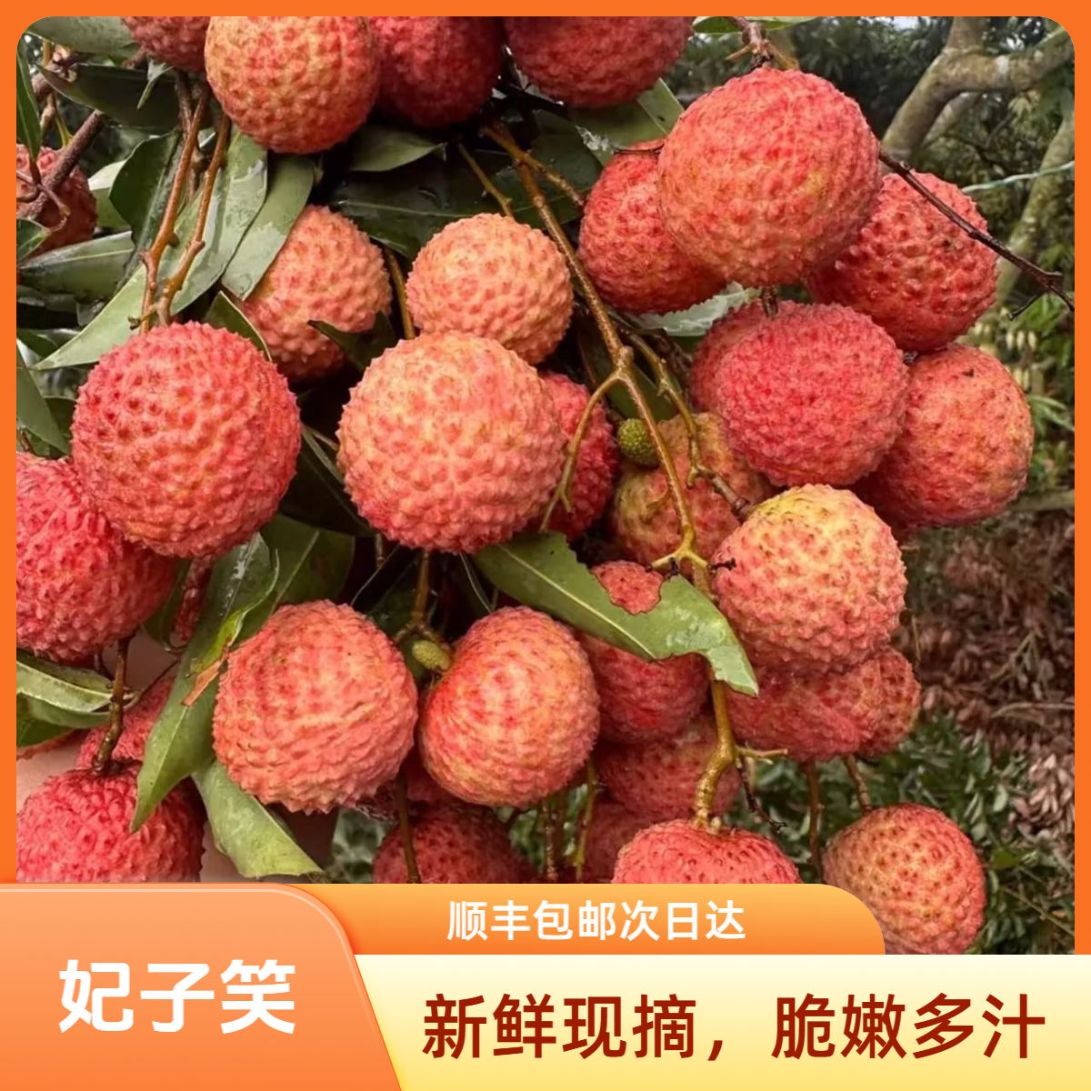 S【顺丰包邮】海南妃子笑荔枝 果肉脆嫩多汁又大又甜 冰箱冷藏30分钟更丝滑 8斤荔枝同城送新鲜海南省