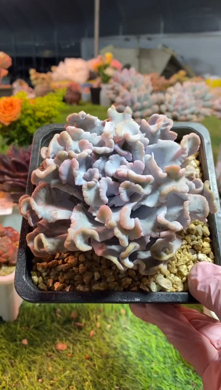 【闪购商品】0235a