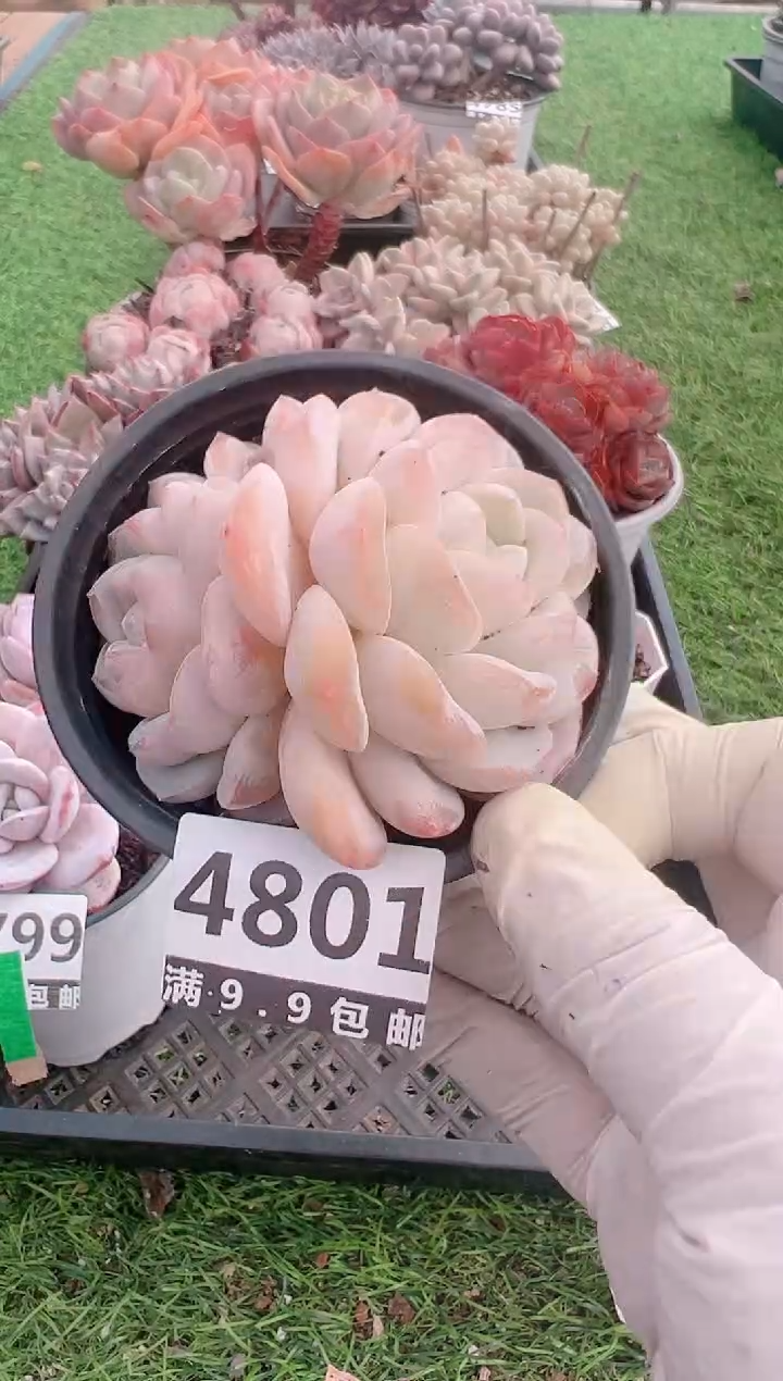 【闪购商品】信福多肉一物一拍