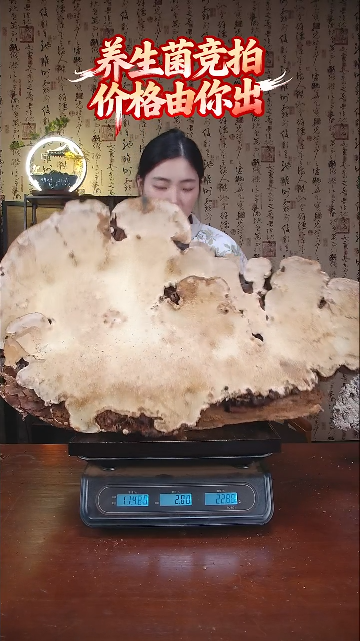 红缘拟层孔菌中国大陆【藏区野生】树舌灵芝（23.36斤）230-240年份