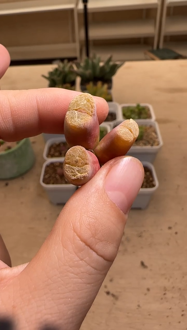 【闪购商品】14-175