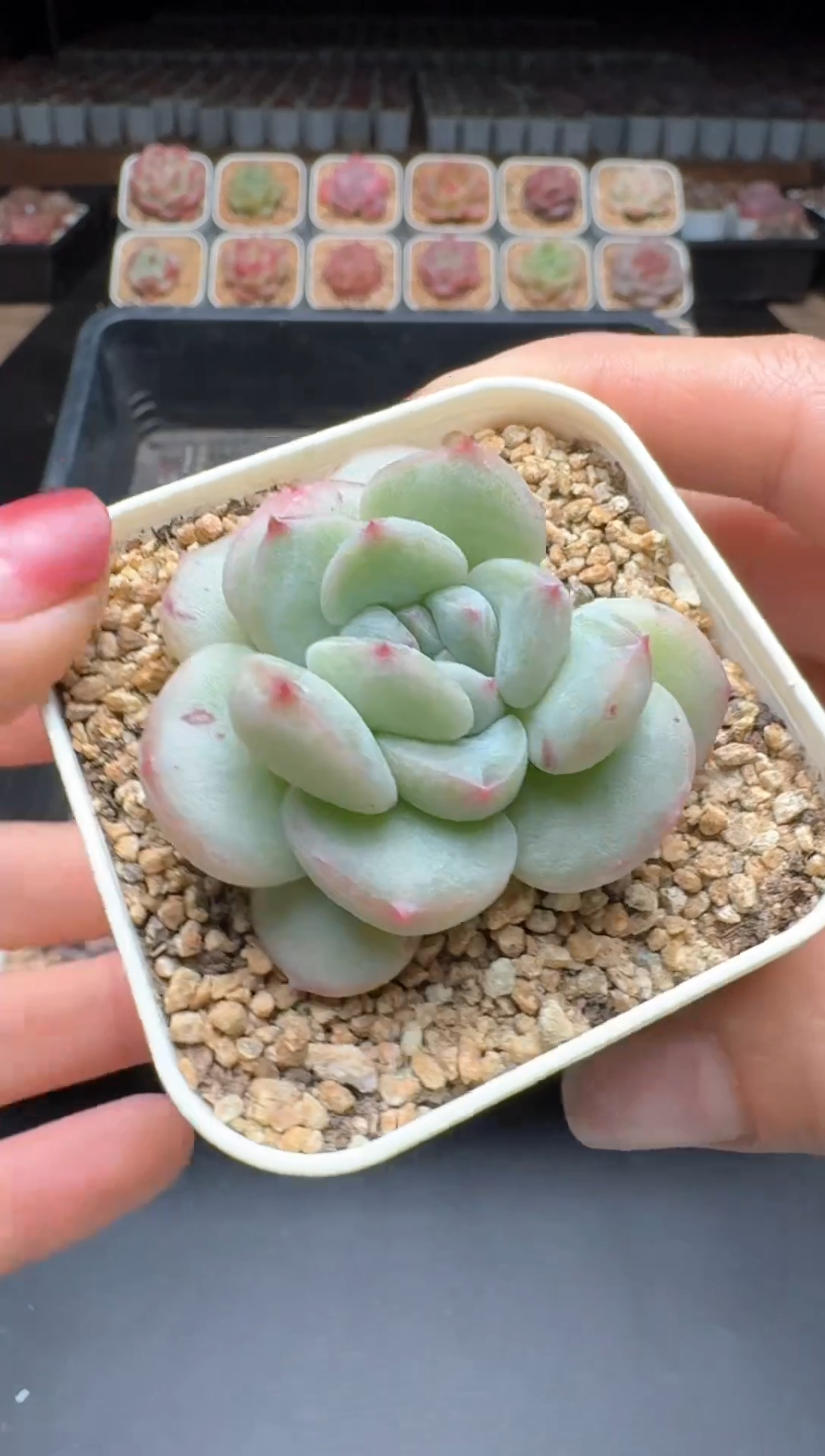 【闪购商品】698A号物拍多肉带盆土 当日拍3颗包柚