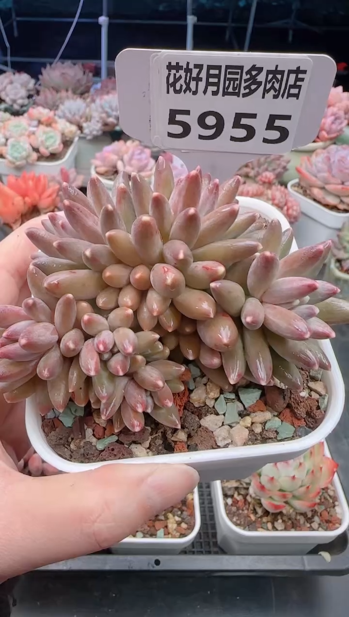 【闪购商品】5955伊卡鲁斯