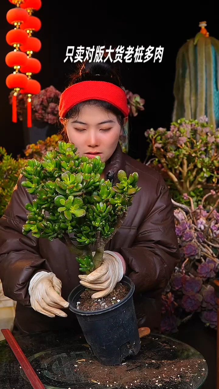 【闪购商品】招财猫26号