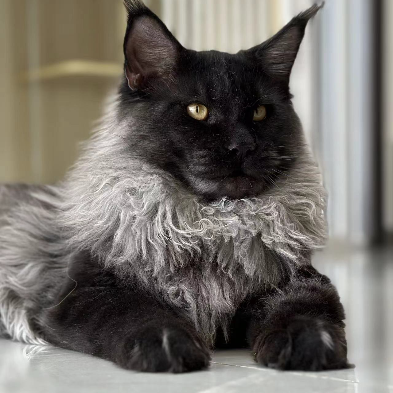 【周周猫舍】猫咪活体