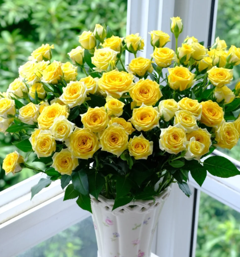 【源头优选】娃娃公主多头玫瑰云南直发鲜花家居插花水养鲜花直播卖