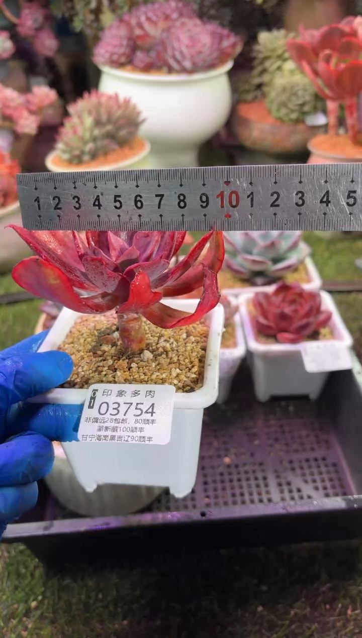 【闪购商品】03754