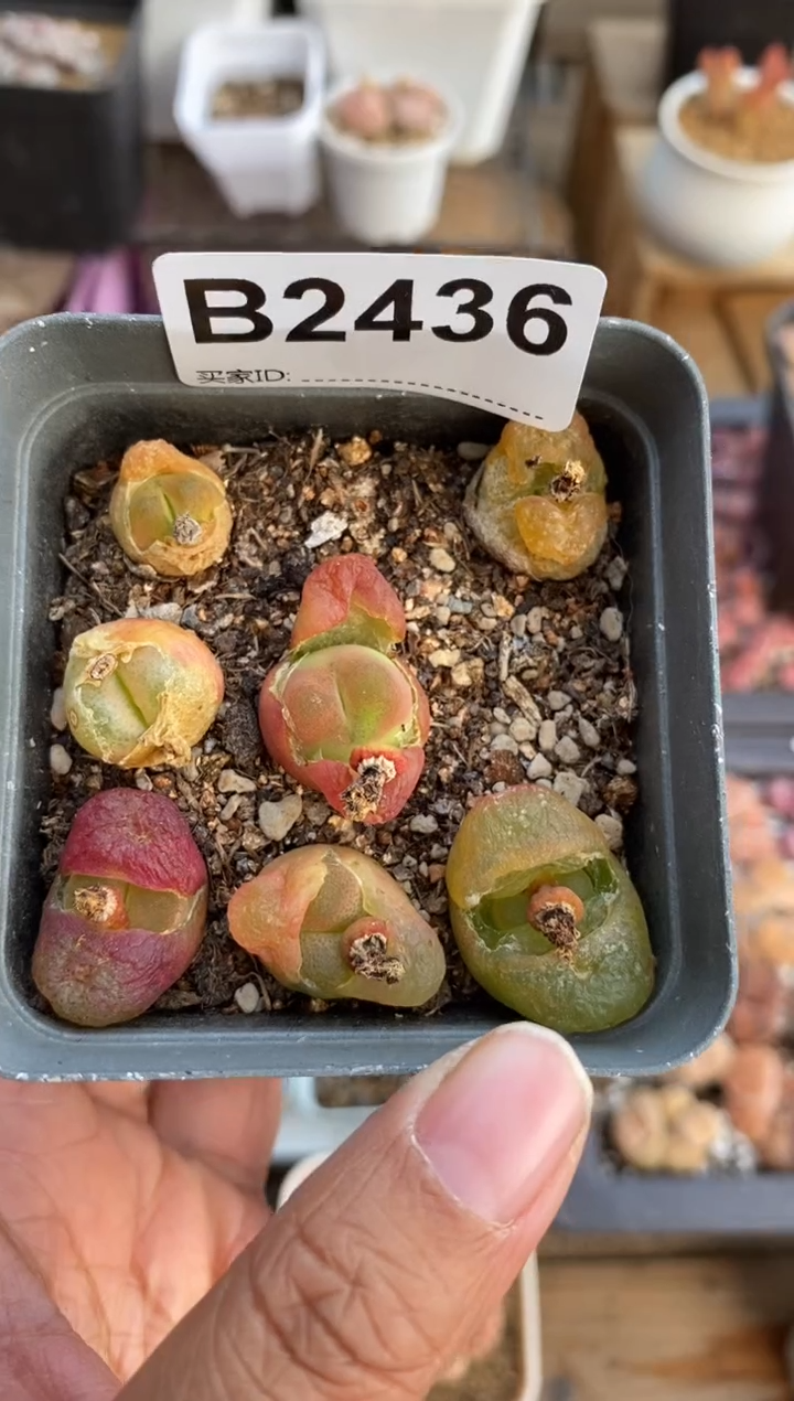 【闪购商品】2436直播一物一拍