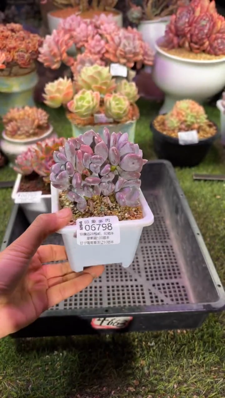 【闪购商品】06798