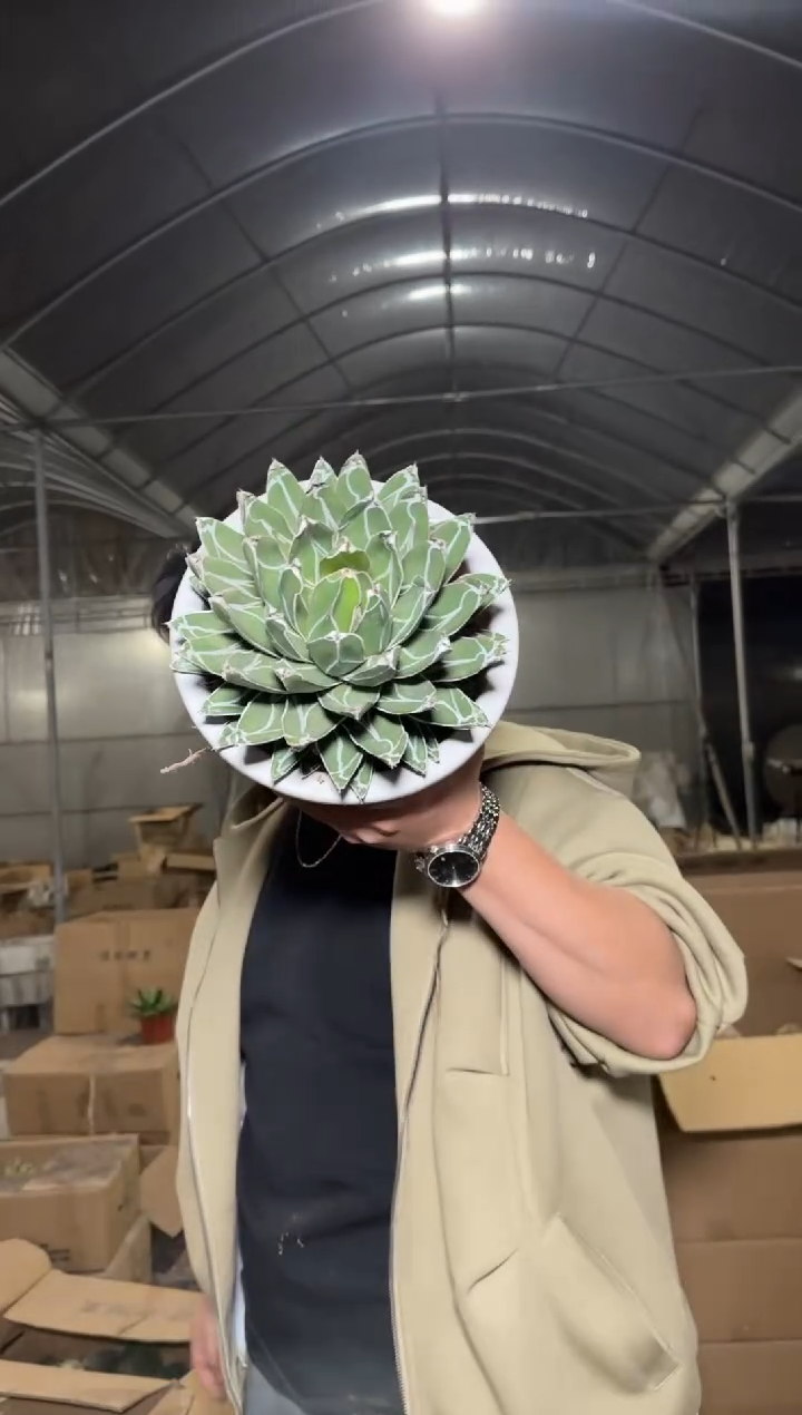 超大 屉之雪 14-18cm