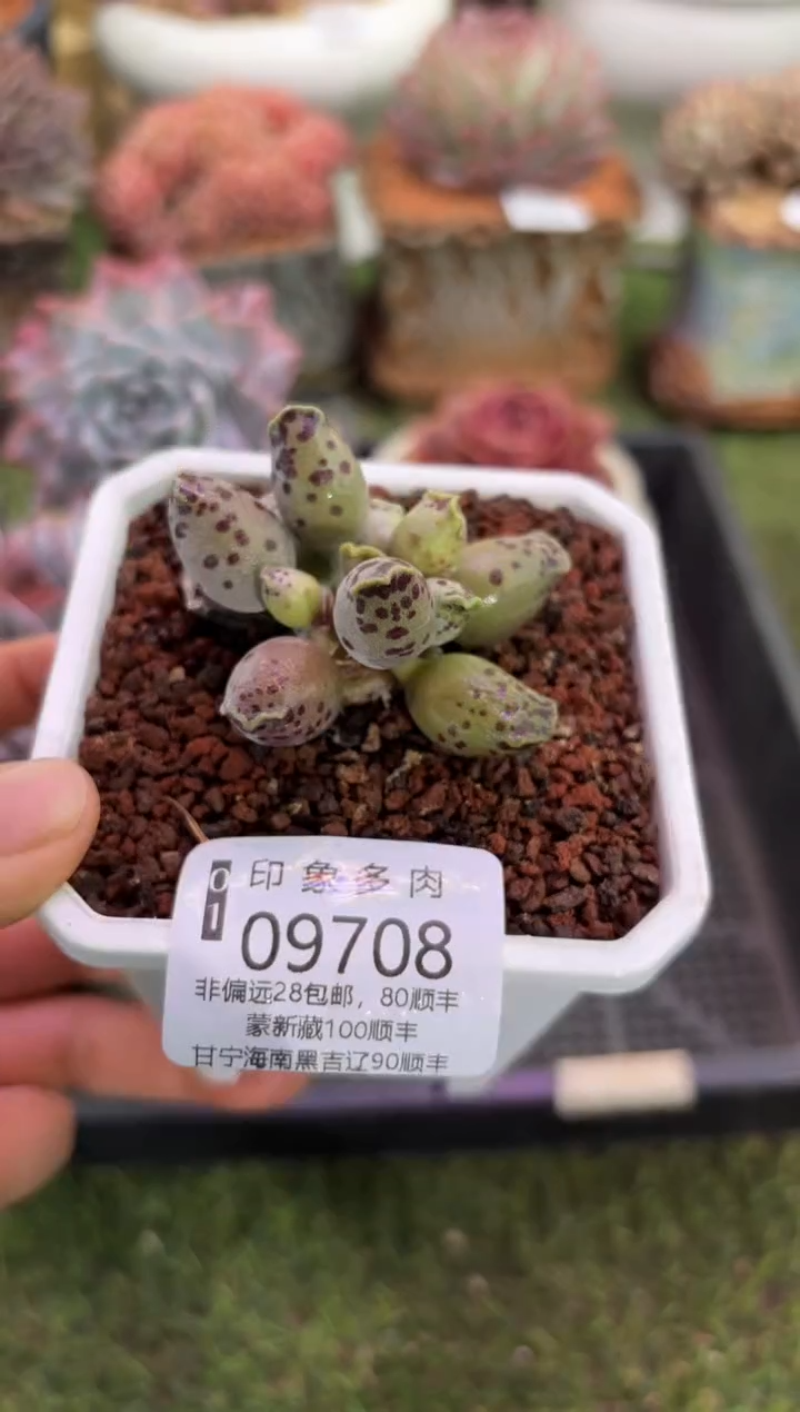 【闪购商品】09708