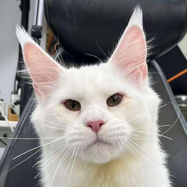 来了姊妹-纯白缅因猫 弟弟 8 