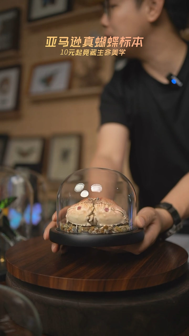 有机玻璃馒头蟹标本C59