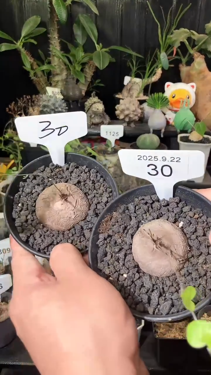 30号922福利南非龟甲龙买1个送1个