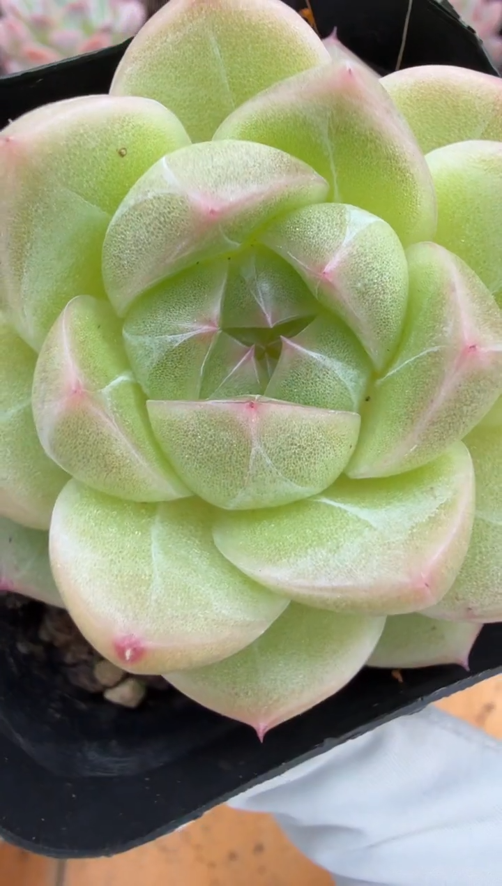 东云多肉二店-222