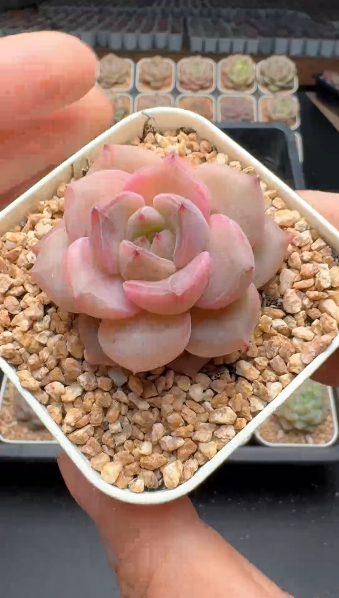 【闪购商品】126号一物一拍珍妮多肉花卉植物3颗起发