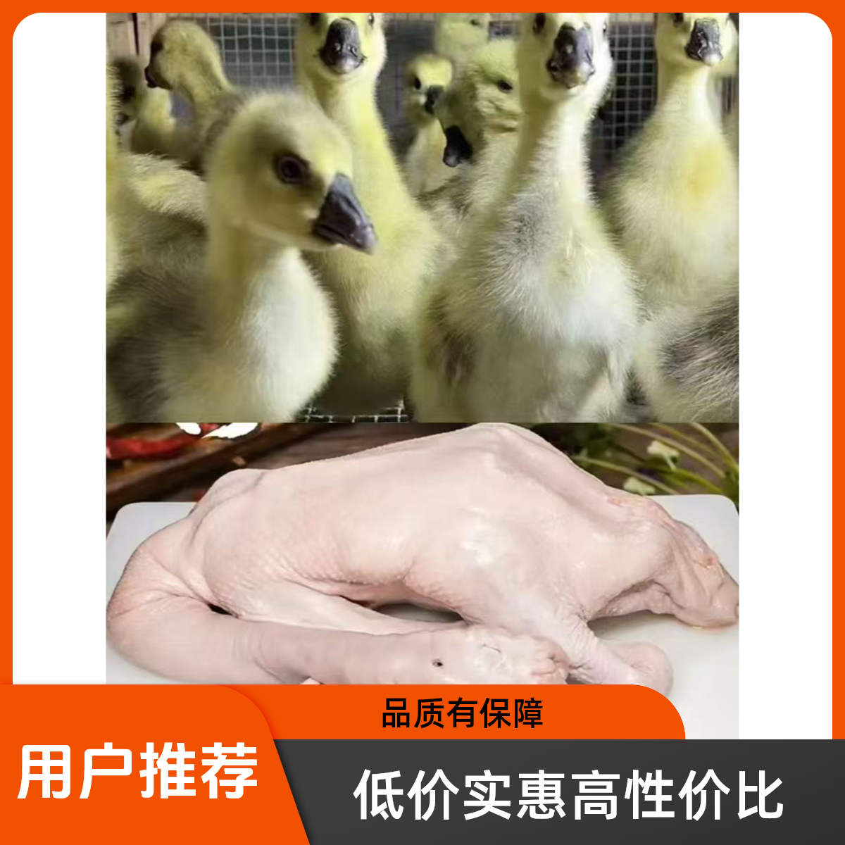 【2-3两左右】狮头鹅肉鹅掌 鲜美 京东包邮